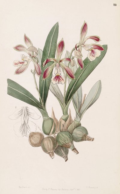 Encyclia pyriformis (come sin. Epidendrum pyriforme) da Miss Drake